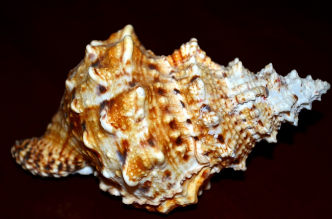 螺旋贝壳图片
