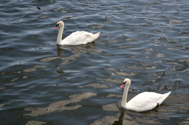 湖中两只白天鹅图片