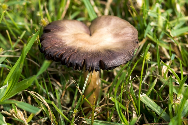 草地黑蘑菇图片