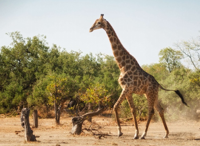 非洲野生长颈鹿图片
