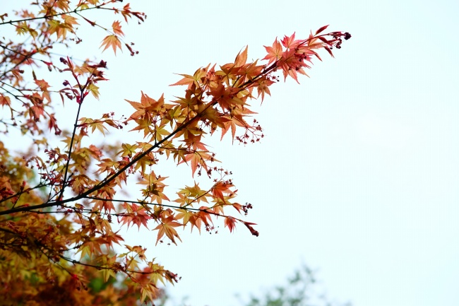 红色枫叶淡雅背景图片
