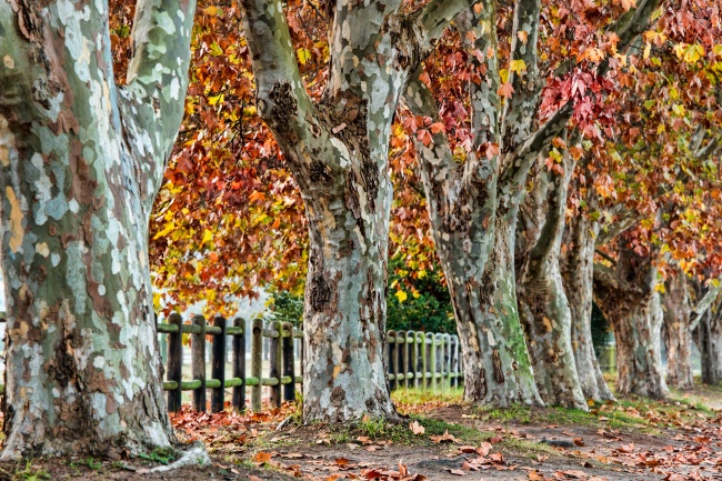 秋天的梧桐树图片