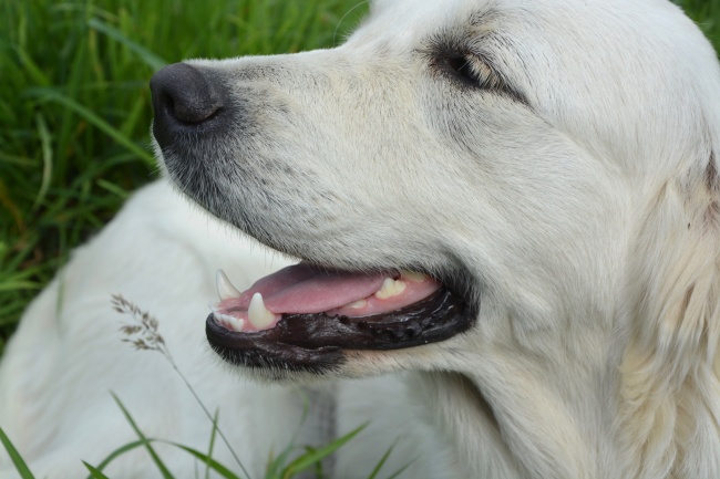 高清白色金毛犬图片