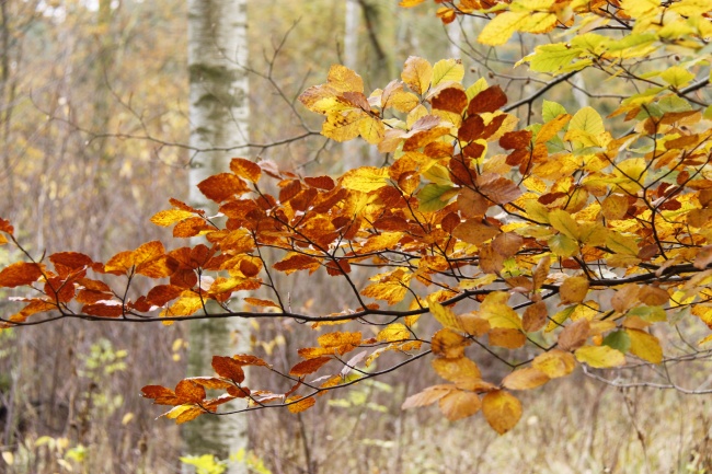 深秋黄树叶图片