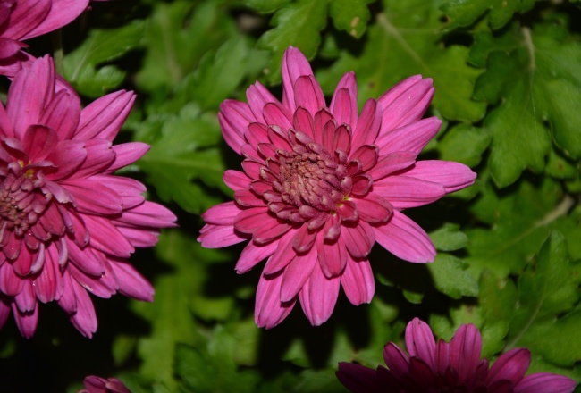 大朵菊花素材图片