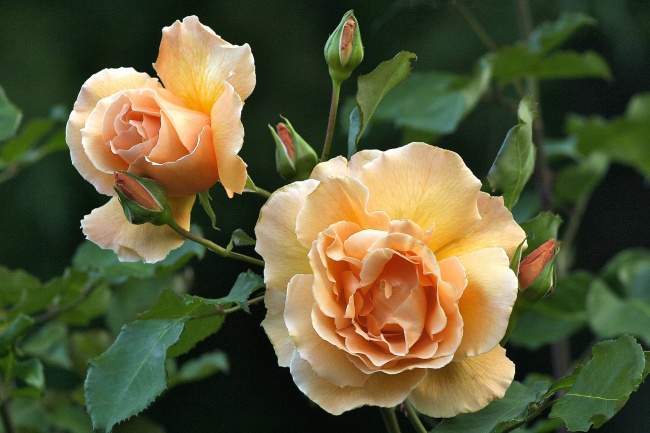 黄玫瑰素材图片