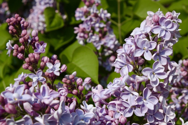 春天漂亮紫丁香图片