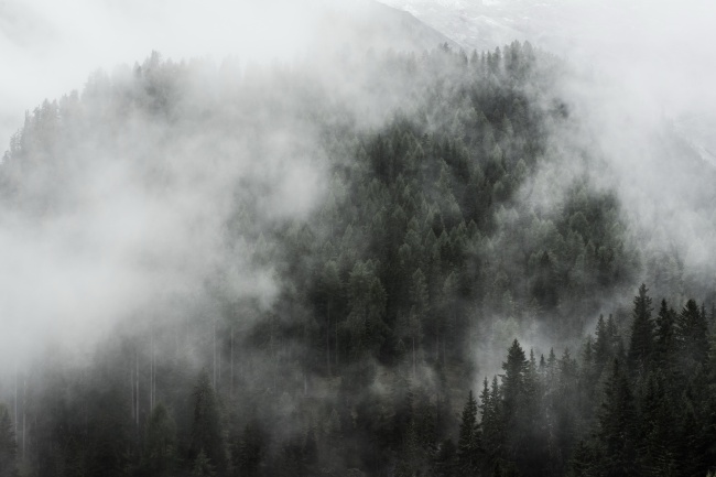 浓雾森林黑白图片