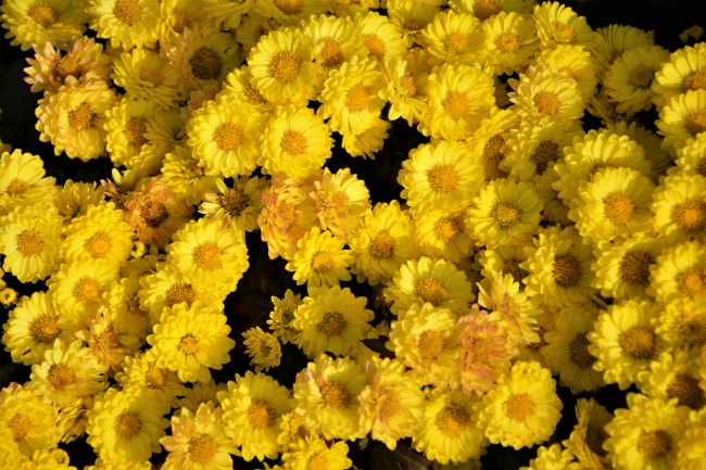 黄色小菊花素材图片