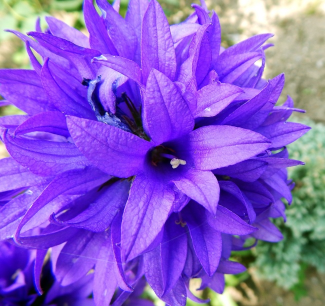 春天紫色花卉图片