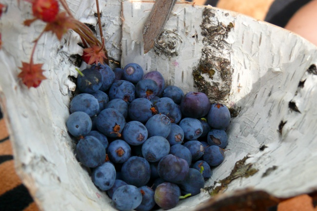 野生蓝莓果子图片
