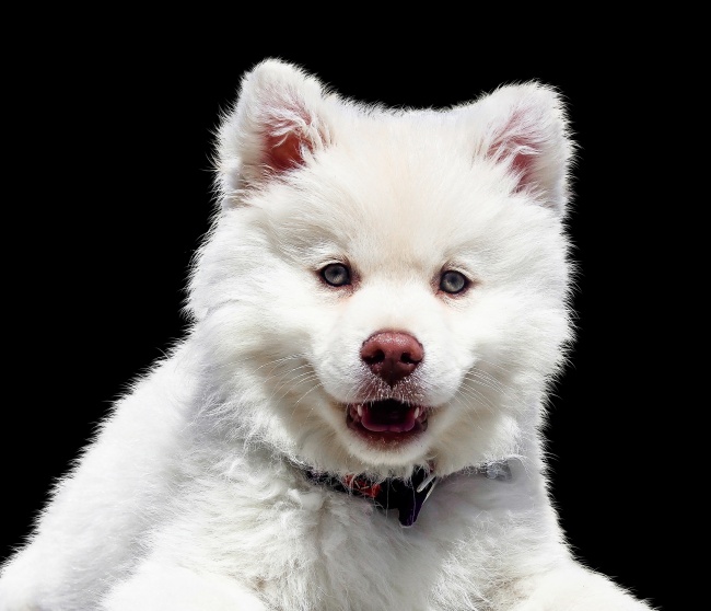 可爱白色宠物狗图片