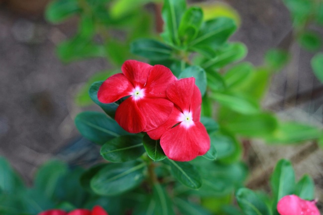 漂亮红色小花朵图片