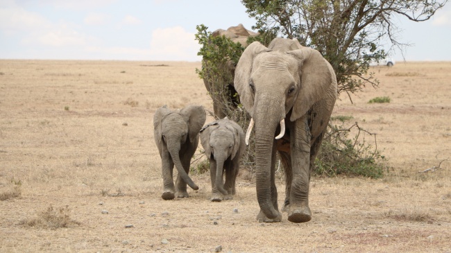 非洲野生动物大象图片