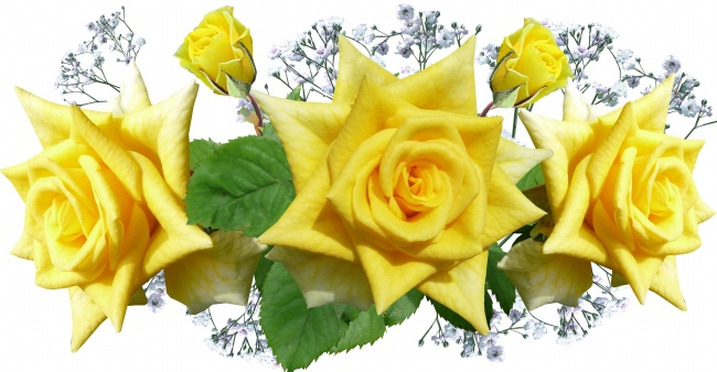 黄色玫瑰花壁纸图片