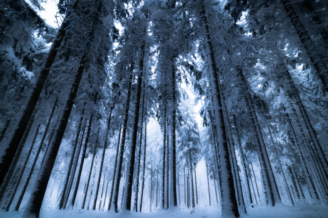 高清树林雪景壁纸