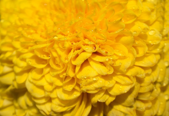 黄色菊花微距壁纸