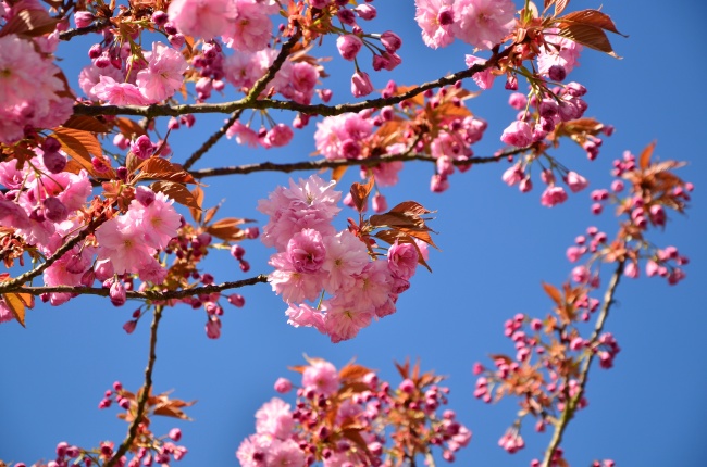 日本观赏樱花唯美图片