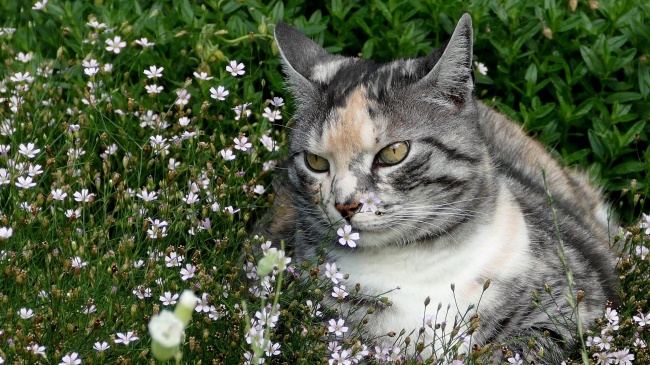 花丛可爱宠物猫图片
