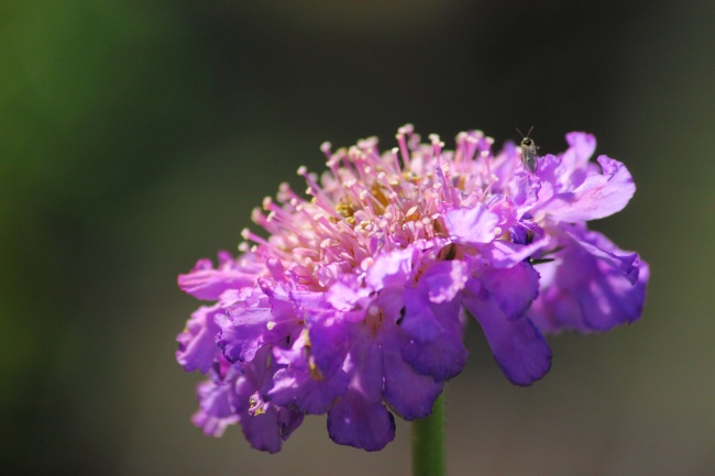 美丽的紫色花朵图片