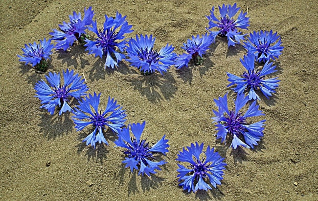 心形花朵沙滩背景图片