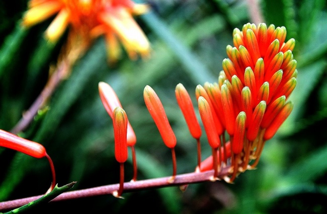 热带植物花朵图片摄影