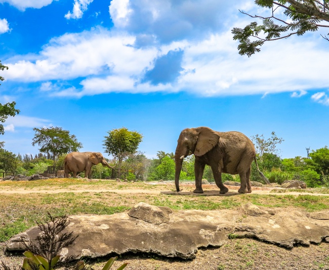 非洲野生大象摄影素材