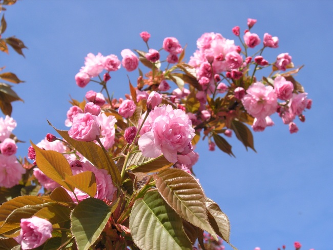 春天粉色樱花摄影图片