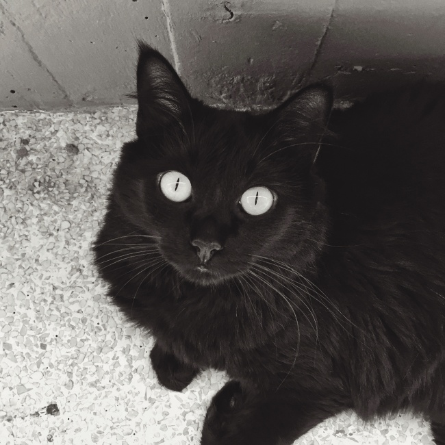 黑色宠物猫仰望图片