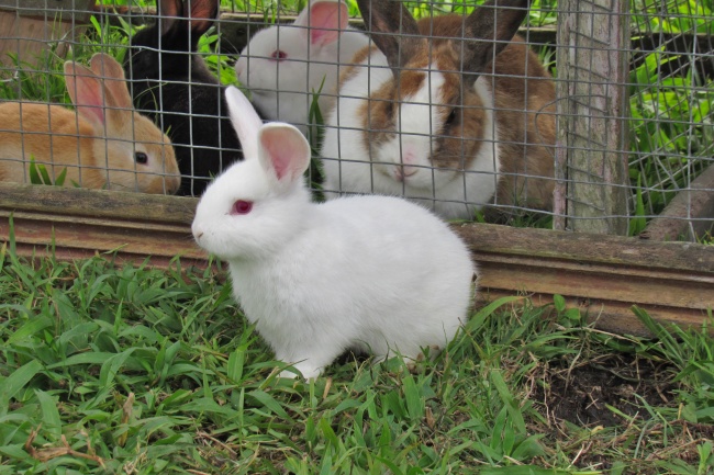 白色小兔子可爱图片