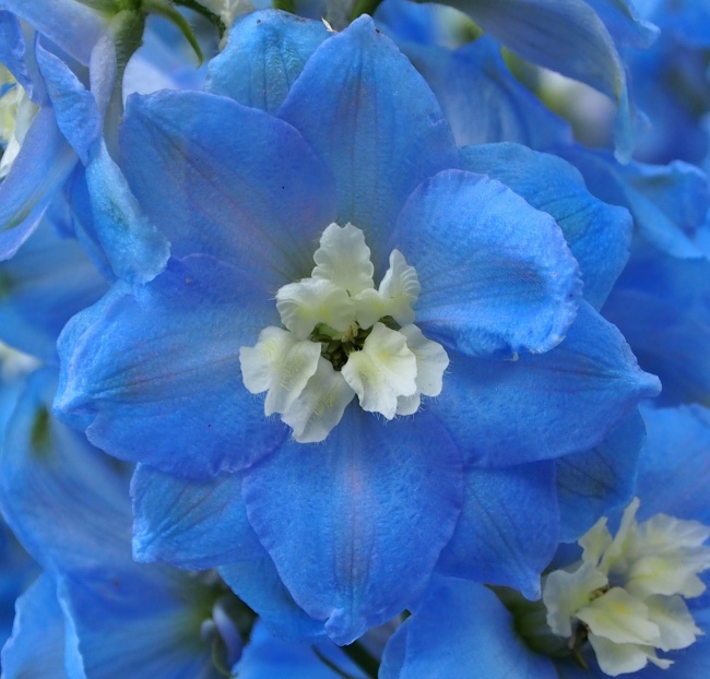 蓝色花朵微距图片