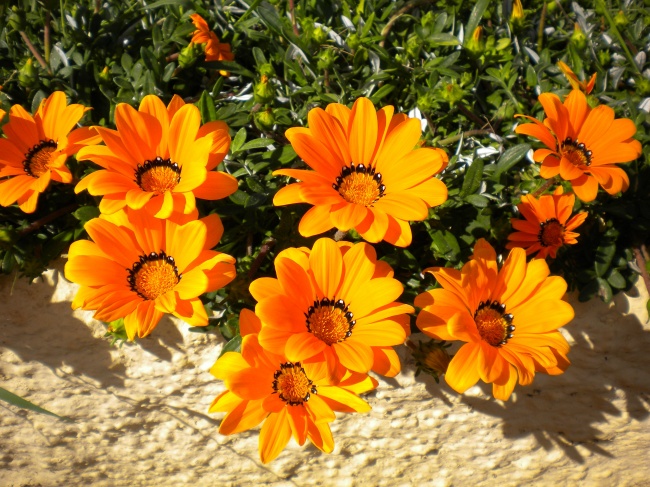 灿烂的橙色花朵图片