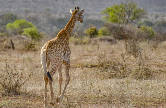 长颈鹿散步图片