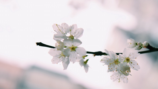春天白色桃花图片