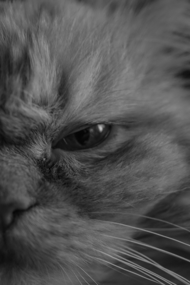 猫咪傲娇黑白摄影