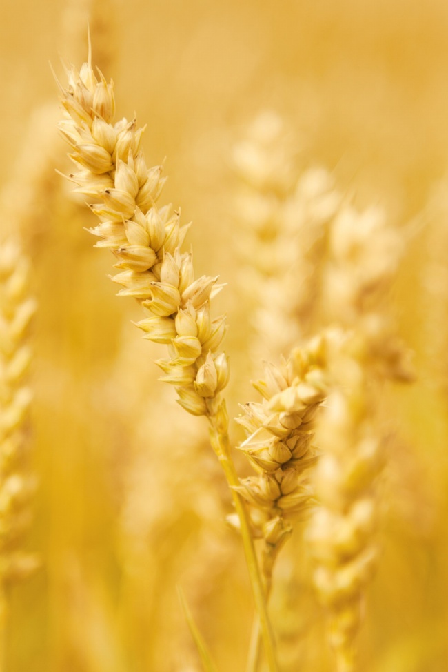 黄色小麦非主流背景图片