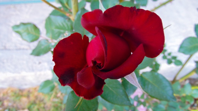 火红玫瑰花朵图片