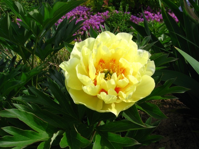 黄色牡丹花朵图片