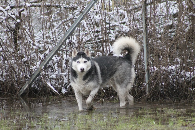 一只西伯利亚雪橇犬图片