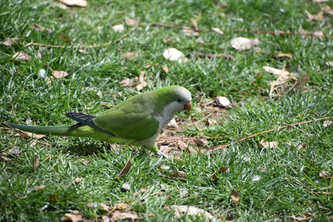 草地上绿色小鹦鹉图片