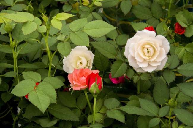 花园开放玫瑰花图片