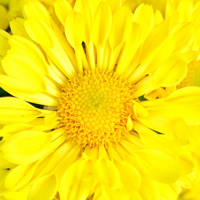 黄色菊花花朵微距摄影图