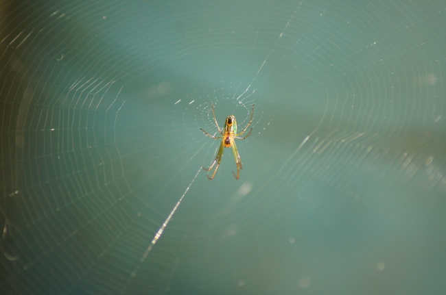 蜘蛛结网高清图片
