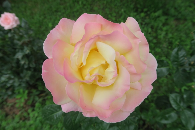 粉玫瑰花朵特写图片