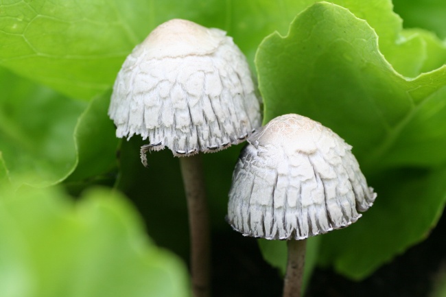白色小蘑菇摄影图片