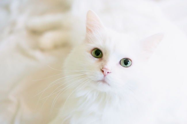 可爱白色猫咪图片