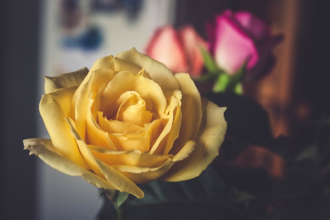 美丽黄玫瑰图片
