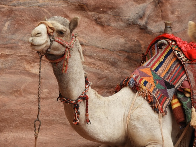 新疆大骆驼图片