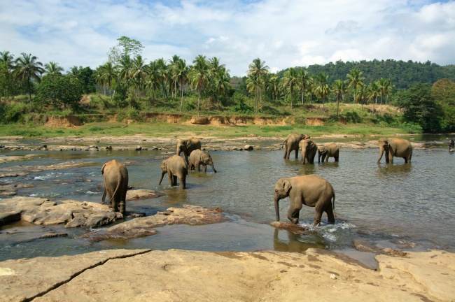 大象在喝水的图片