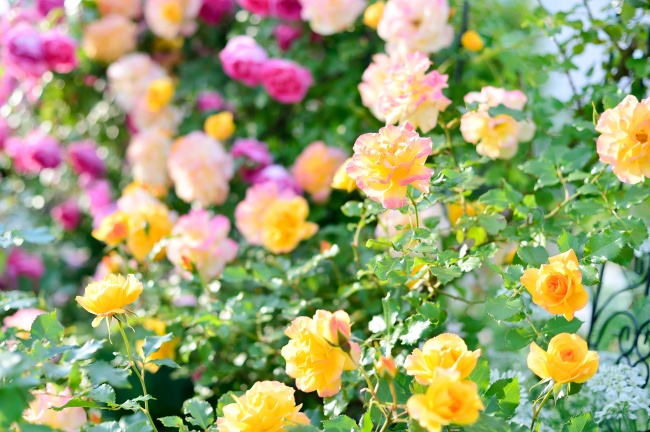 花园灿烂玫瑰花图片